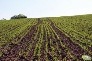 Jęczmień ozimy Wintmalt 02.10.2011
