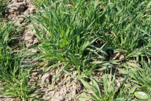 Jęczmień ozimy Wintmalt 03.04.2011