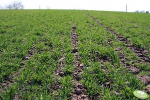 Jęczmień ozimy Wintmalt 03.04.2011