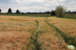 Jęczmień ozimy Wintmalt 23.06.2011