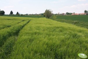 Jęczmień ozimy Wintmalt 29.05.2011