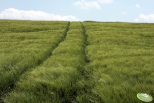 Jęczmień ozimy Wintmalt 29.05.2011