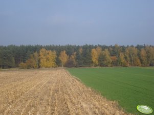 Jesienią