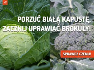 kapusta brokul