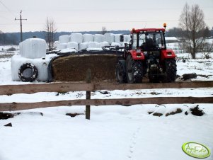 Kiszonka dla bydła