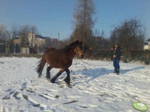 Klacz zimnokrwista Liza