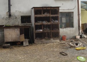 Klatka do królików