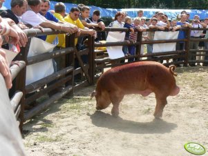 Knurek duroc