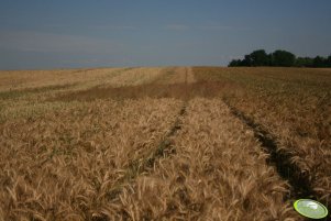 Kompleksowe zwalczanie miotły zbożowej i chwastów dwuliściennych 