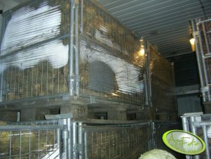 Kosze z selerem. Towar zostaje tutaj aż do wiosny.