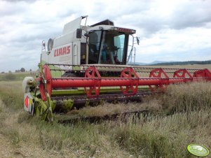 Koszenie rzepaku 07.07 Claas Lexion 450 C750