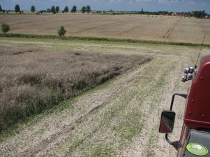 Koszenie rzepaku 15.07 łan i okoliczne pola