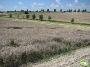 Koszenie rzepaku 15.07 łan i okoliczne pola