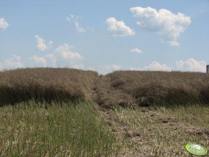 Koszenie rzepaku 15.07 ścieżka w łanie