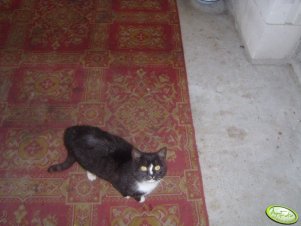 Kotek