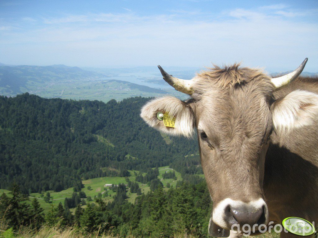 Krowa Brow Swiss