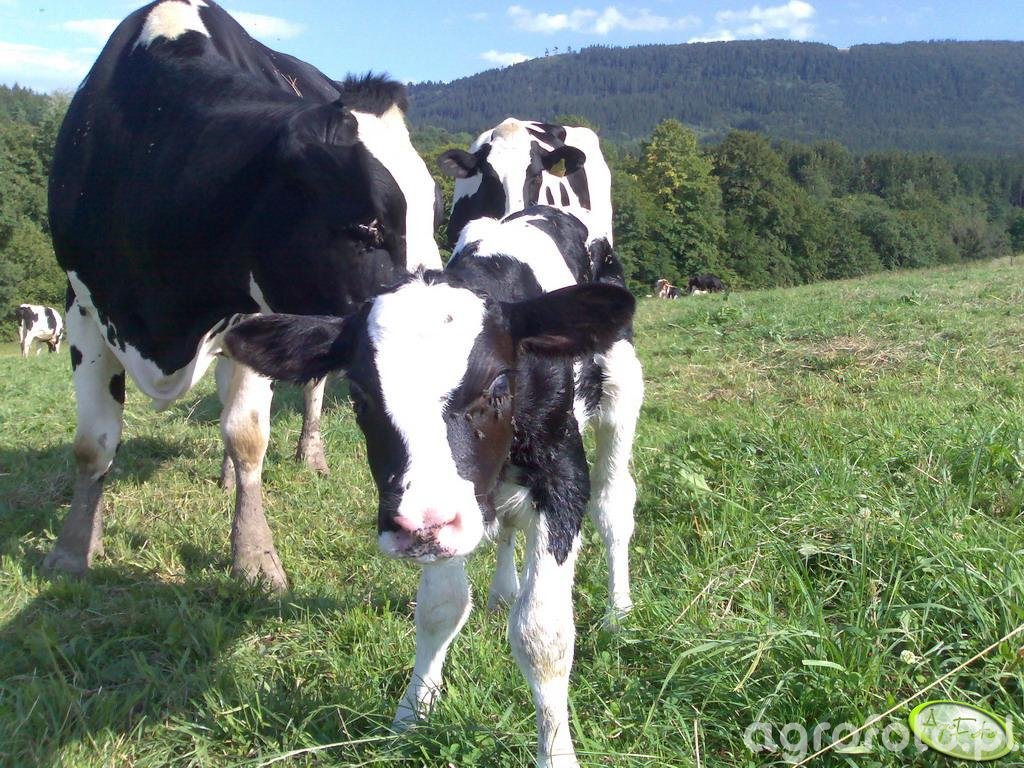Krowa i cielak - zdjęcie, fotka, foto numer 33339 - Galeria rolnicza  agrofoto