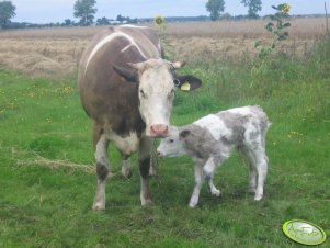 Krowa z cielakiem