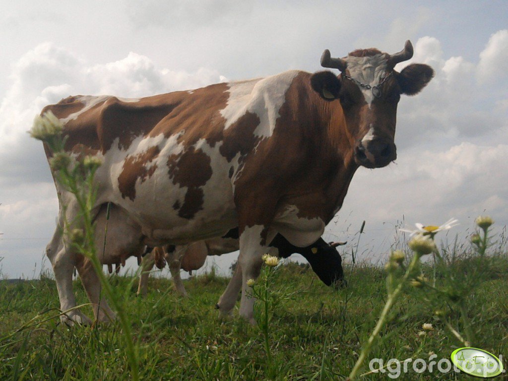 Krowa - zdjęcie, fotka, foto numer 299735 - Galeria rolnicza agrofoto