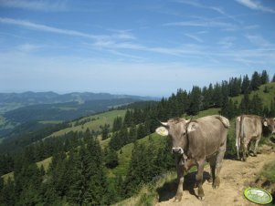 Krowy Brown Swiss