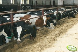 Krowy dojne 