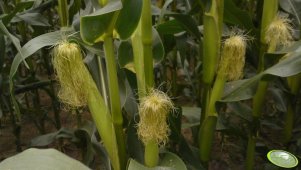 Kukurydza Belmondo siew 18.04.2012