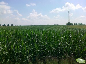 Kukurydza Blask i Subito