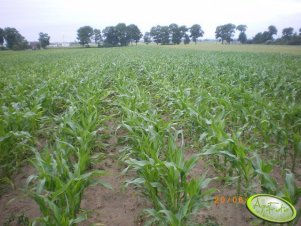 Kukurydza Glejet 