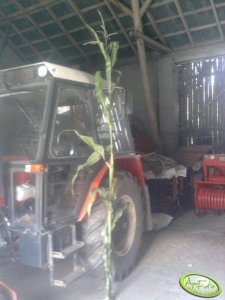 Kukurydza Monsanto 3399 