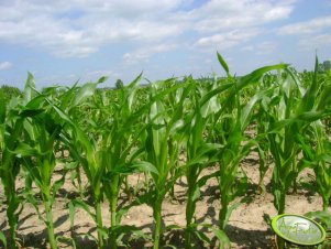 Kukurydza Ronaldinio