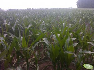 Kukurydza San, Blask