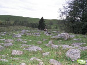 Łąka z okolic Olecka