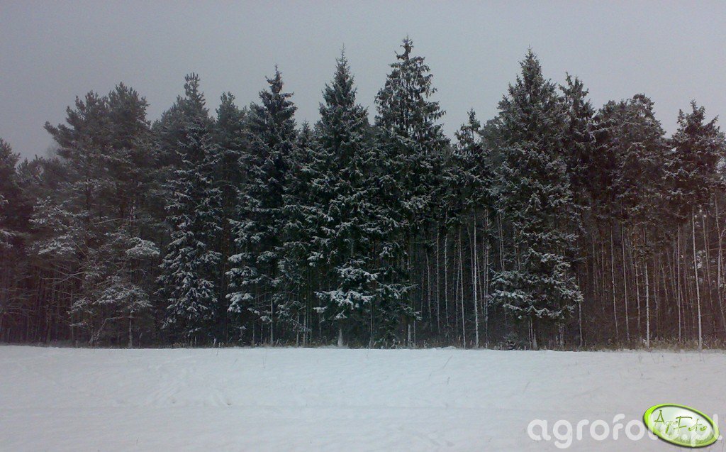 Las w czasie Zimy