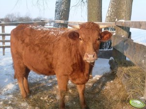 Limousin