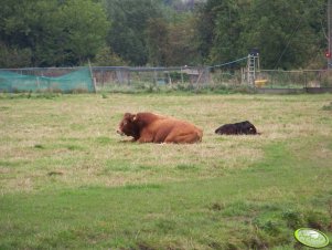 Limousin