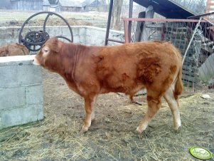 Limousin