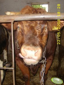 Limousin