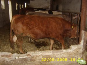 Limousin 