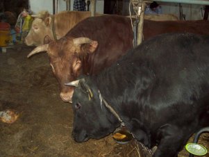 Limousine-1,2. Charolaise-3.