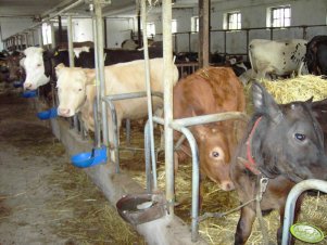 Limousine / Charolaise