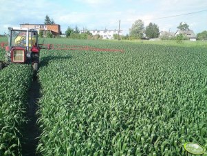 Liść flagowy pszenicy ozimej