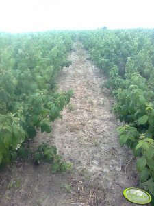 Maliny odmiana Polka