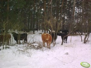 Mieszańce HF i Limousine