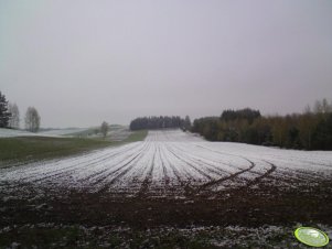 Mieszanka strączkowo-zbożowa (poranek 22.04.2010)