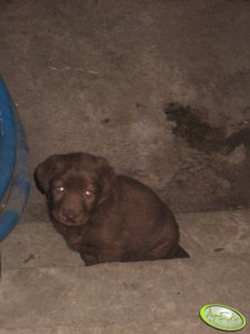 Młody labrador