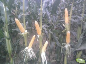 Monsanto DKC3399