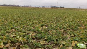 Monsanto Exqsuite F1