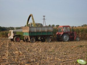 MTZ 82 & Claas Jaguar 690