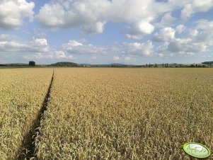 Muszelka - pszenica ozima