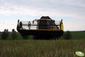 New Holland CX840 - rzepaczane żniwa